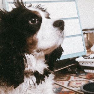 Meet your Posher, Ava jane